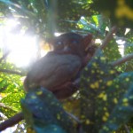 Tarsier2 9-8-2008
