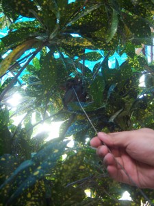 bohol-085