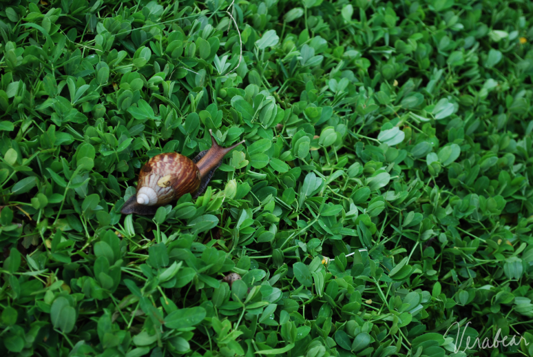 snail