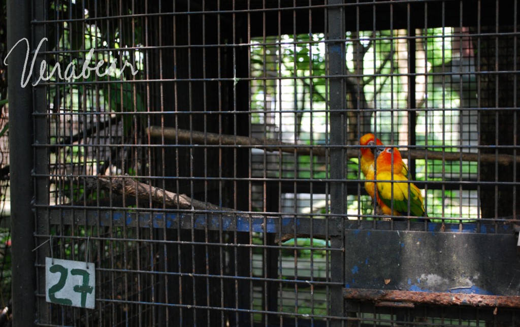kissing-at-cage-27-wildlife kissing-at-cage-27-wildlife