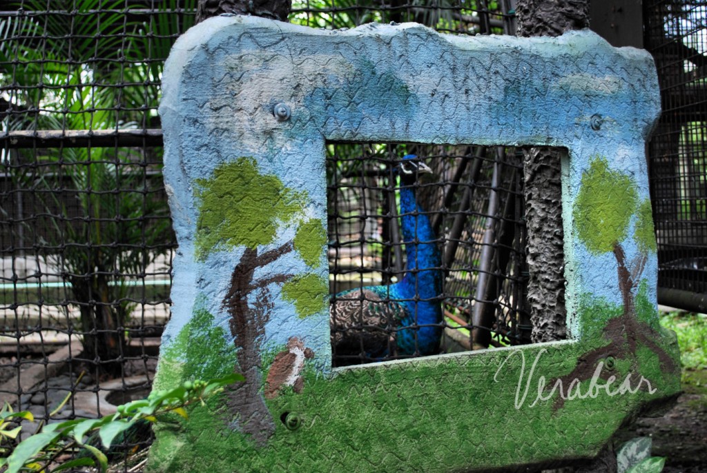 peacock-framed-wildlife peacock-framed-wildlife
