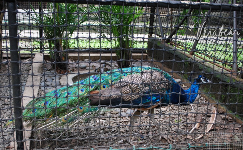 peacock-shares-the-cage-with-turtles-wildlife peacock-shares-the-cage-with-turtles-wildlife