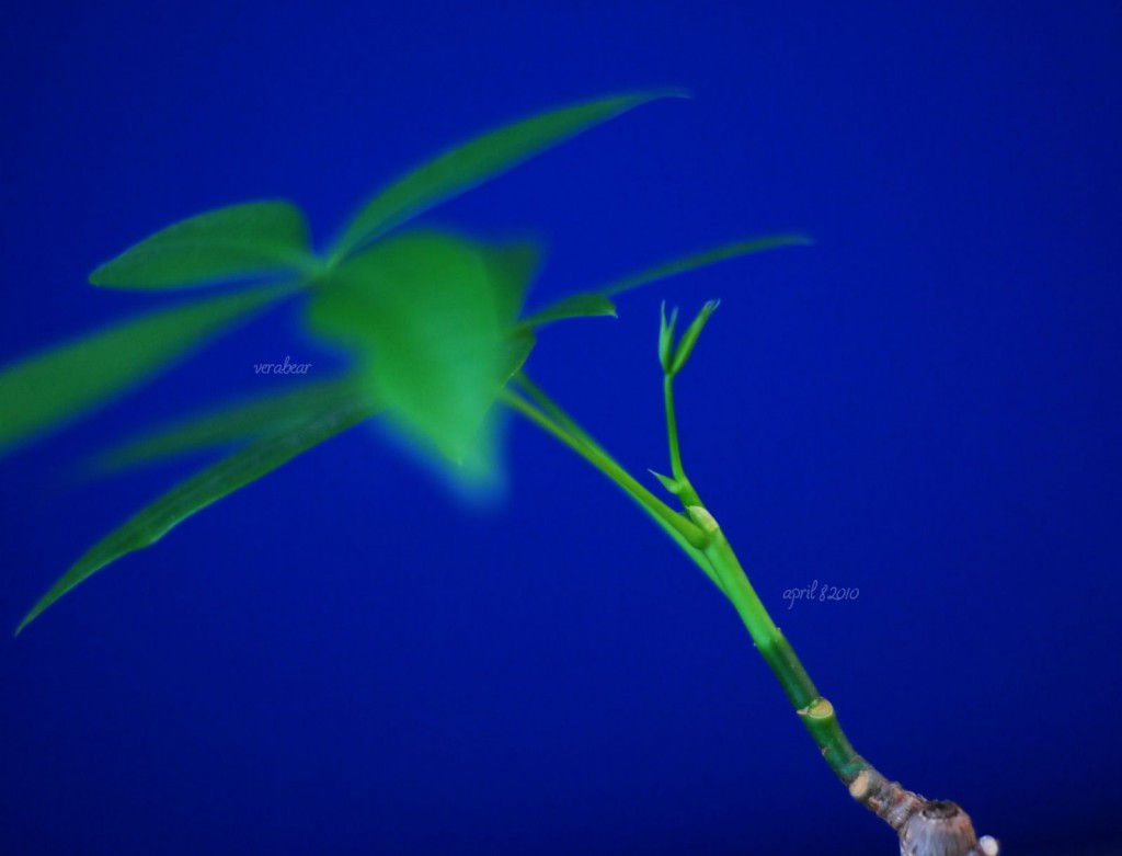 ann's lucky plant 2