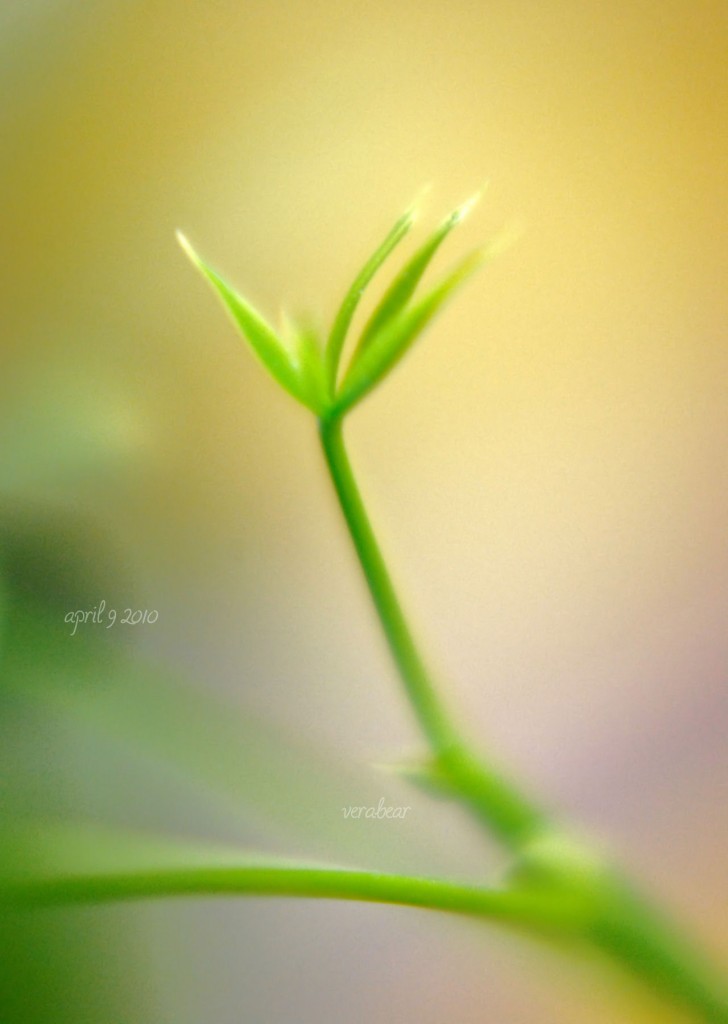 ann's lucky plant 4-9